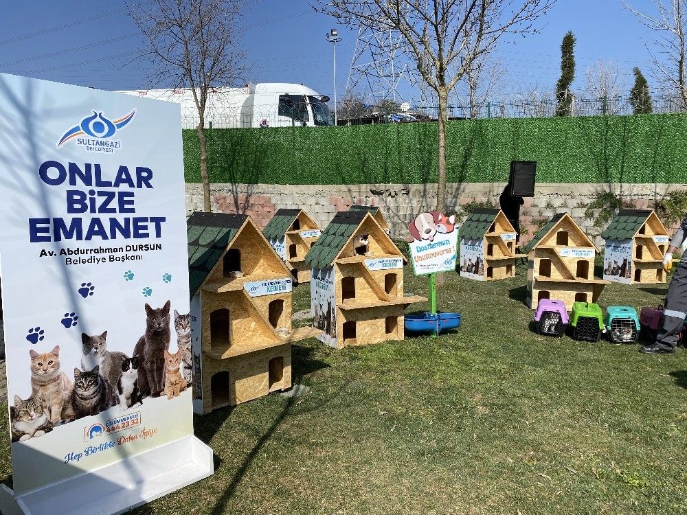 Sultangazi'de "Kedi Köyü" kuruldu