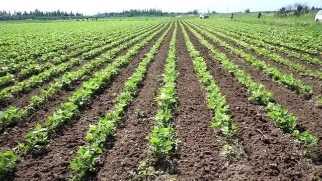 Edremit'e "Cumhuriyet Çiftlikleri" projesi