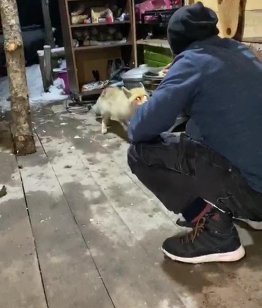 Elle beslenen tilki sosyal medyayı sallıyor