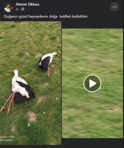 Göç eden leylekleri öldürdüler