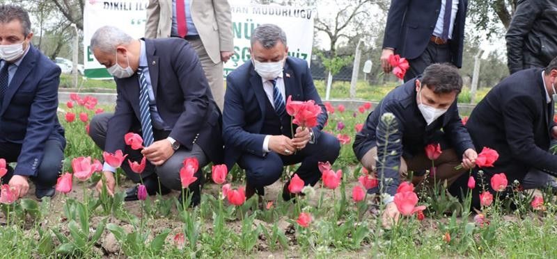 İzmir'de iki kadın girişimci, lalelerin hasadını yaptı