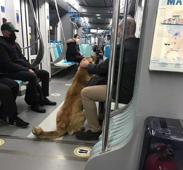 İzmir'i toplu ulaşımla gezen köpek: Sam