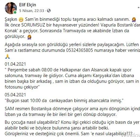 İzmir'i toplu ulaşımla gezen köpek: Sam