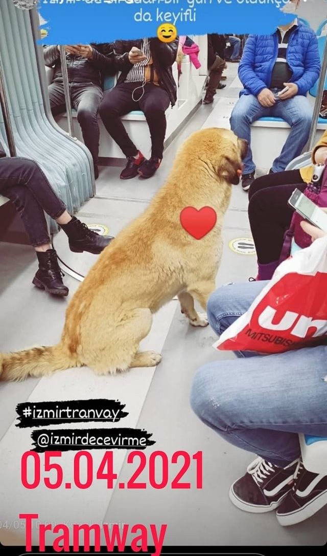 İzmir'i toplu ulaşımla gezen köpek: Sam