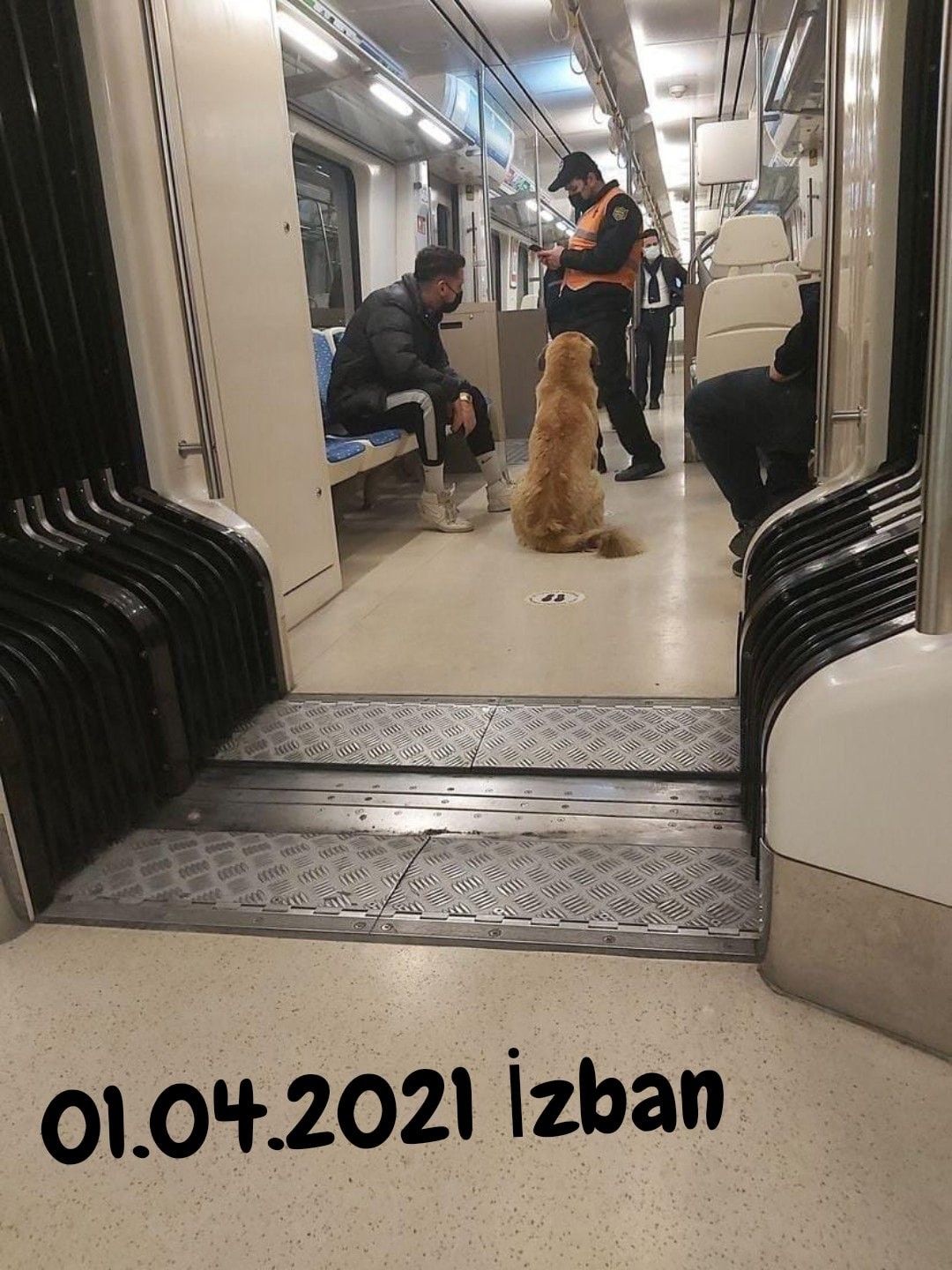 İzmir'i toplu ulaşımla gezen köpek: Sam