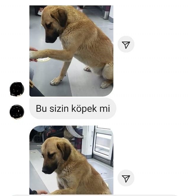 İzmir'i toplu ulaşımla gezen köpek: Sam