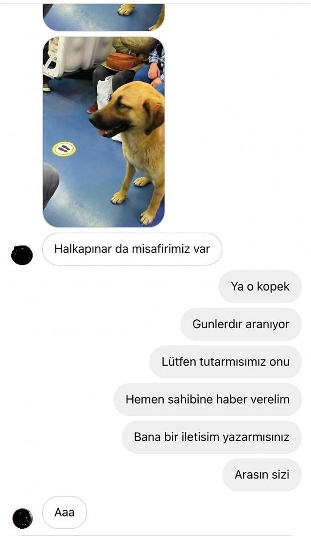 İzmir'i toplu ulaşımla gezen köpek: Sam