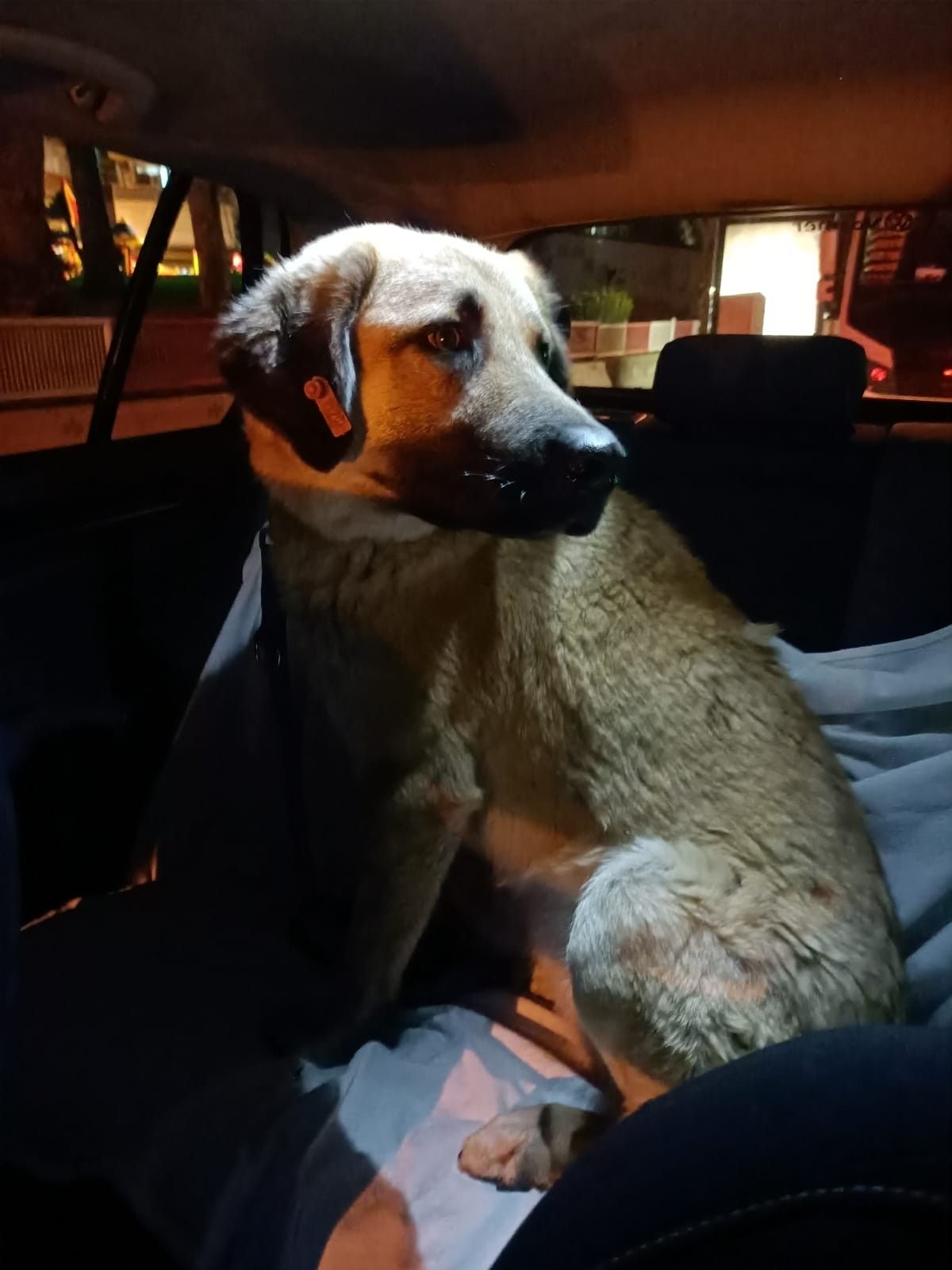 İzmir'i toplu ulaşımla gezen köpek: Sam