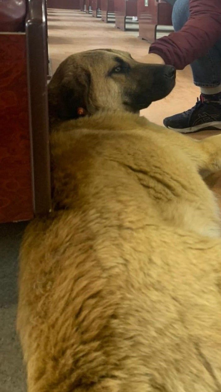 İzmir'i toplu ulaşımla gezen köpek: Sam