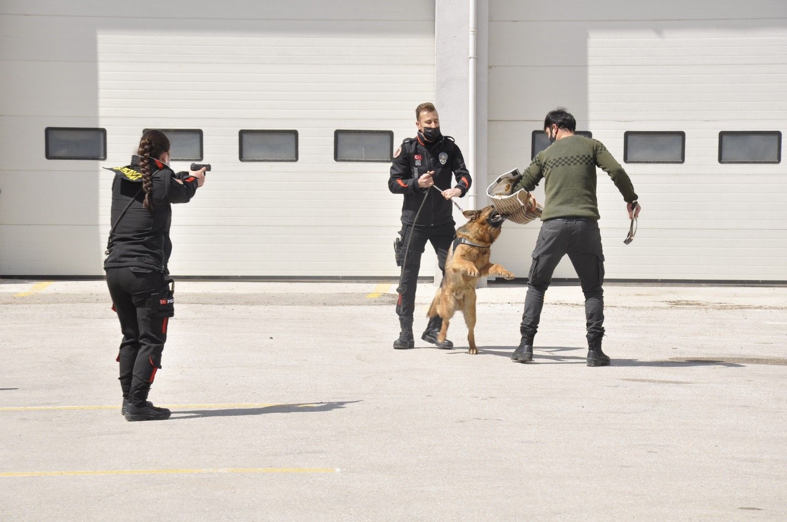 Sahne polis köpeklerinin