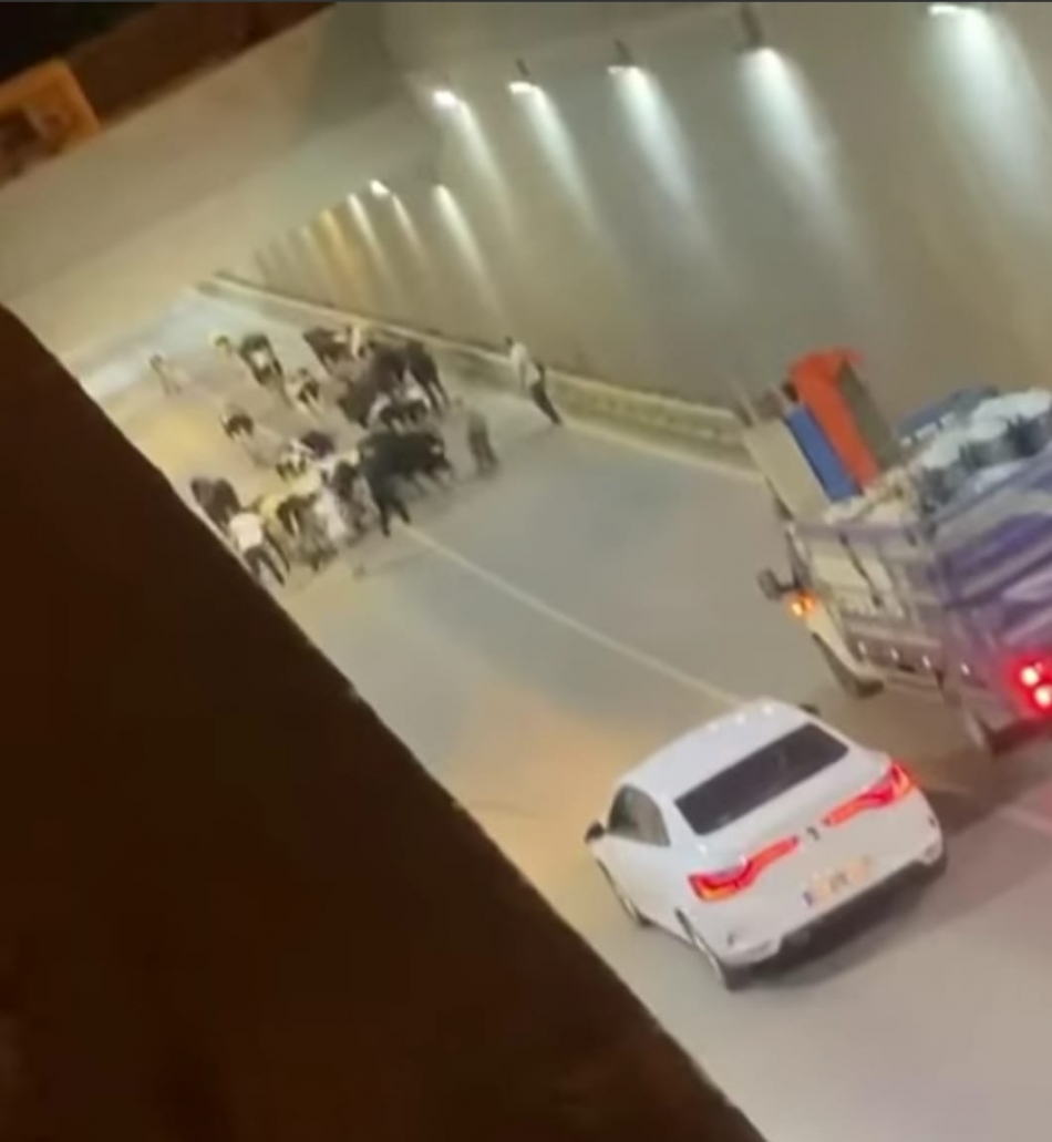 Yolu şaşıran inekler tüneli kapattı