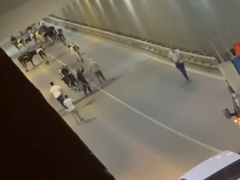 Yolu şaşıran inekler tüneli kapattı