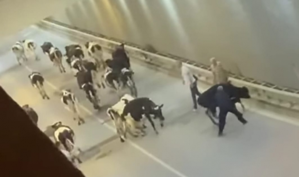 Yolu şaşıran inekler tüneli kapattı