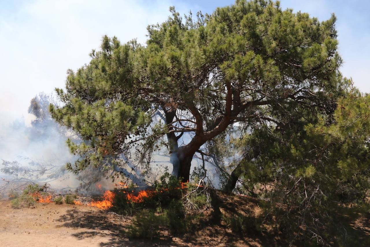 Antalya'da orman yangını