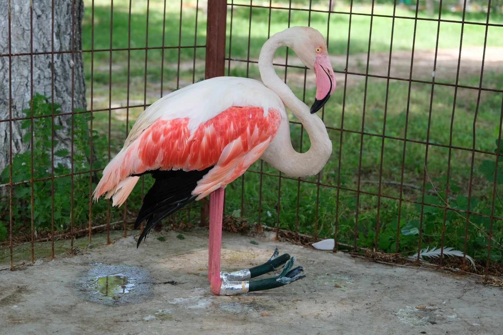 Ayağı yanan flamingoya protez bacak