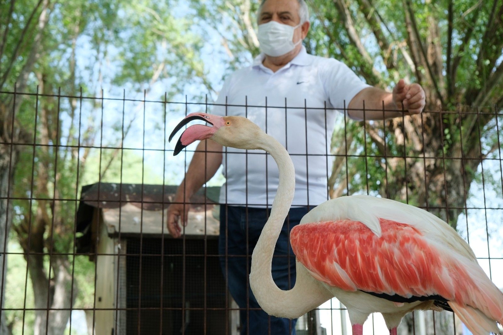 Ayağı yanan flamingoya protez bacak