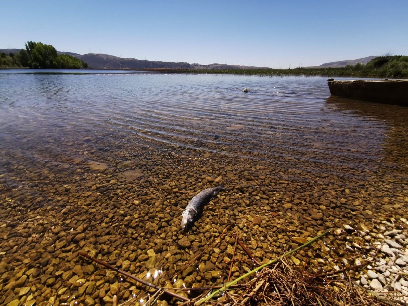Büyük Menderes Nehri alarm verdi! Tehlike başladı