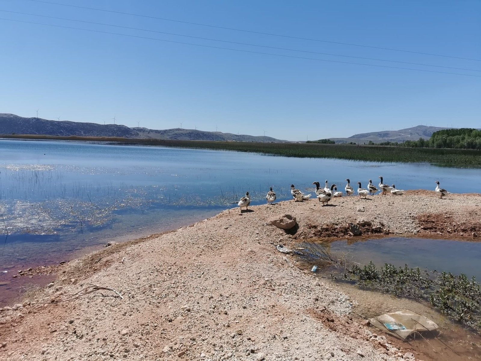 Büyük Menderes Nehri alarm verdi! Tehlike başladı