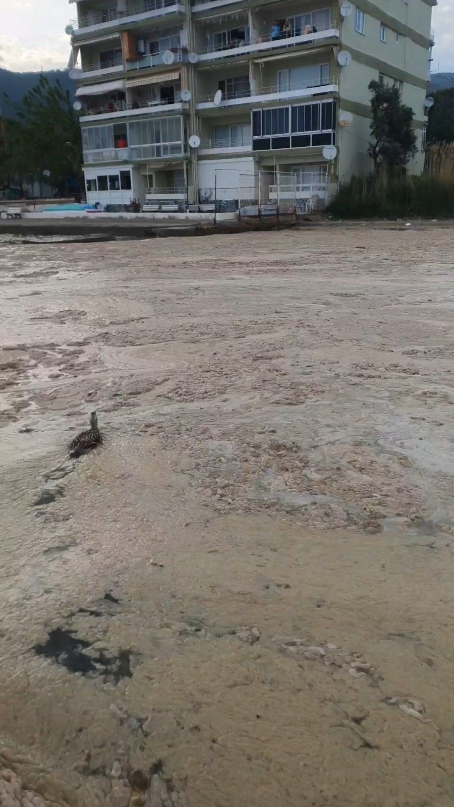 Deniz salyaları ördeklere de zor anlar yaşattı