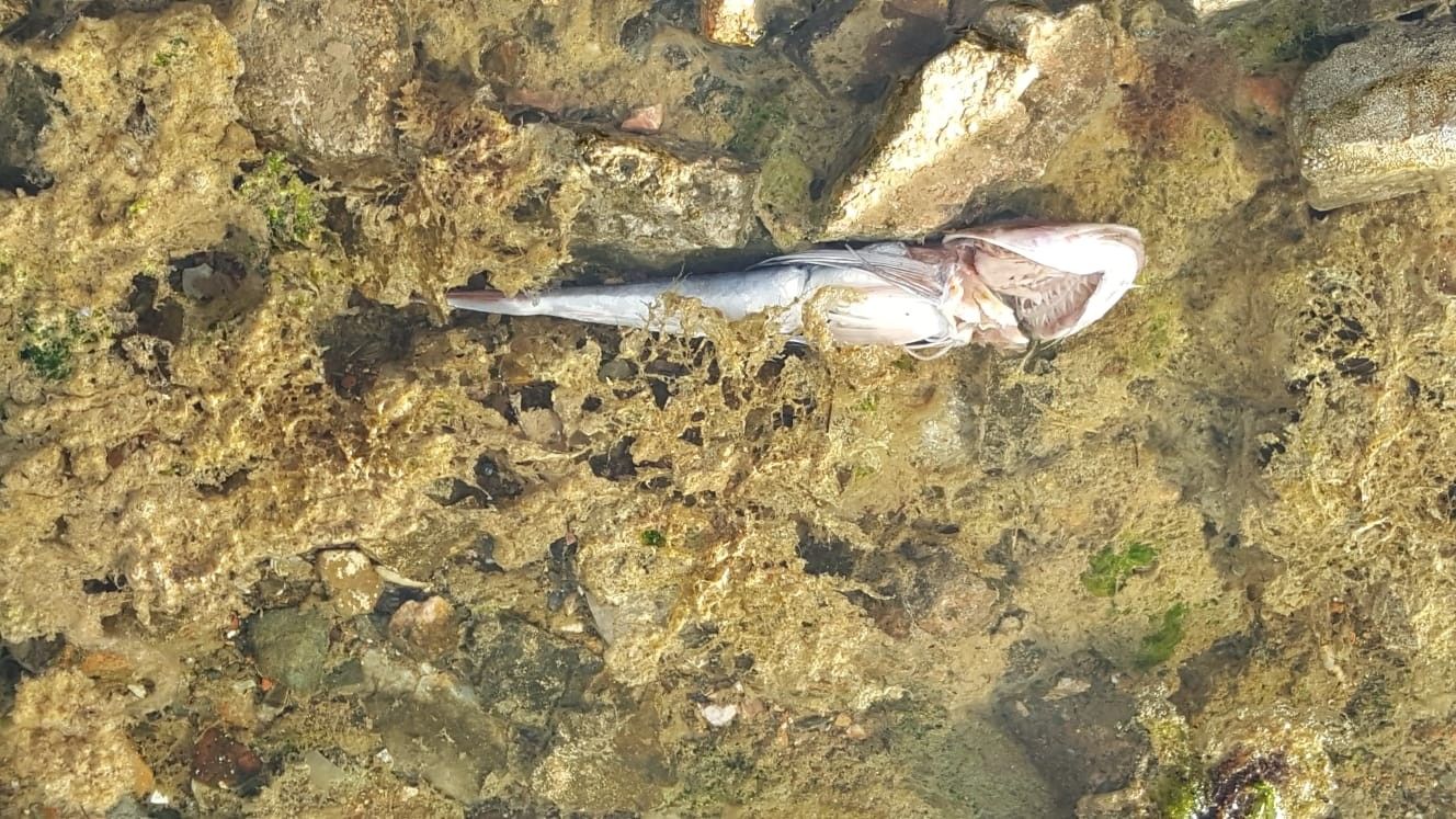 Deniz salyayı binlerce balığı öldürdü