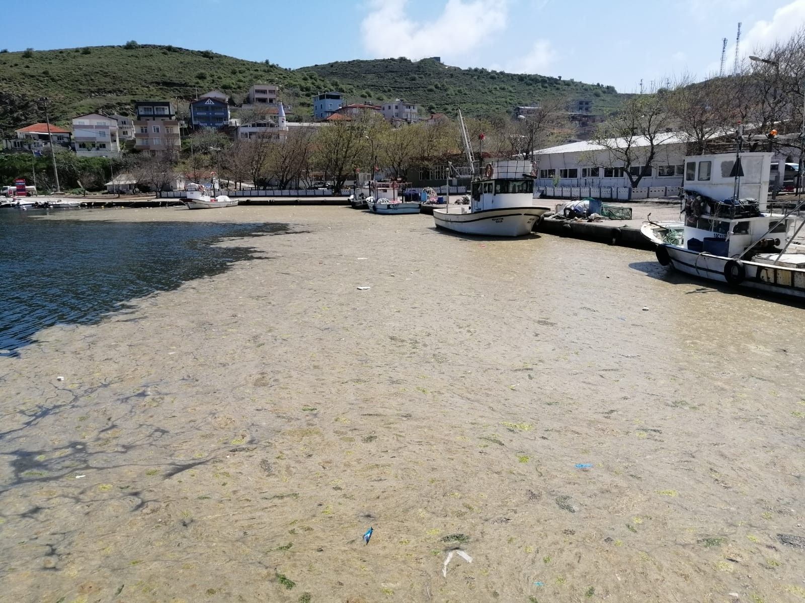 Deniz salyayı binlerce balığı öldürdü