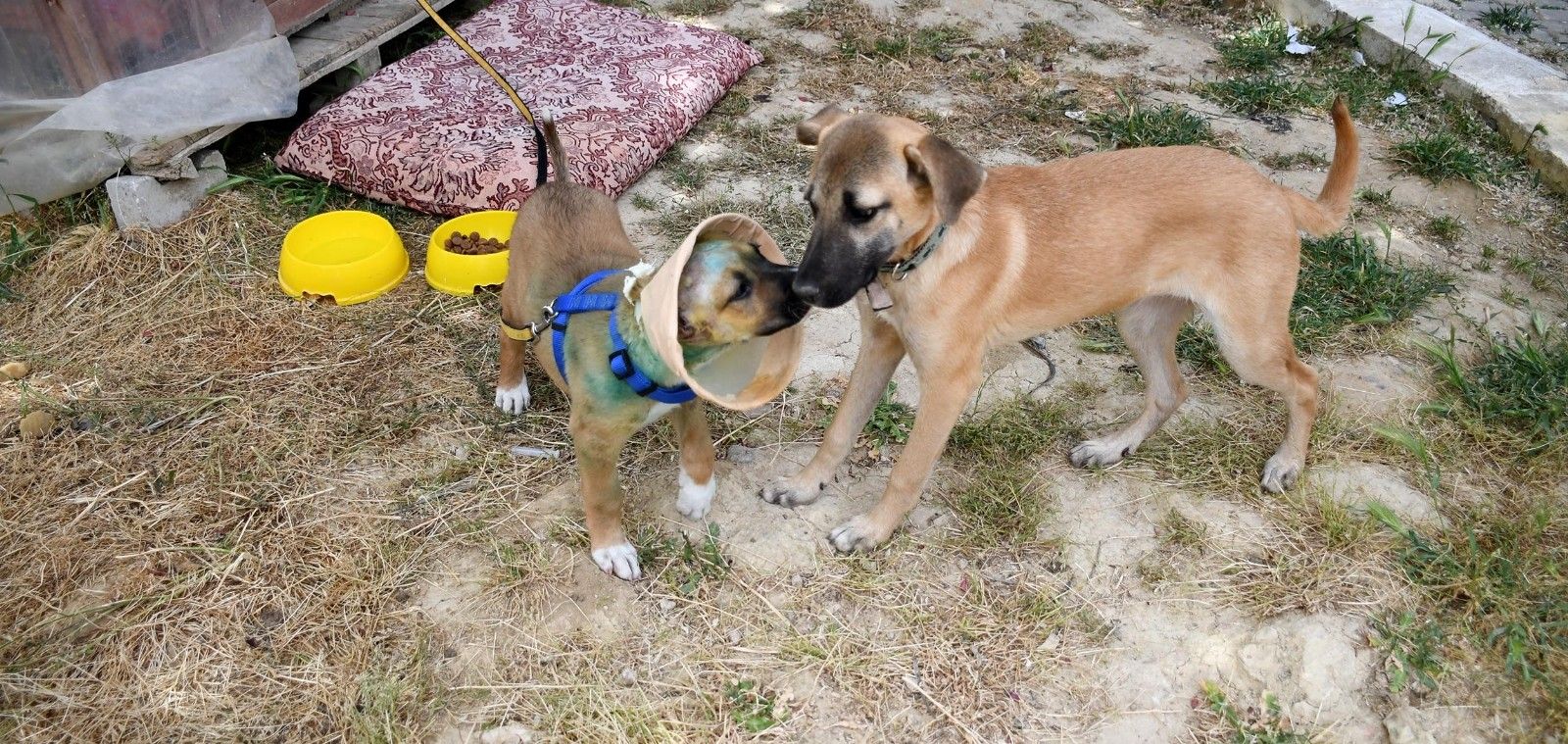 Kuşadası'nda köpeğin kulaklarını kesip attılar