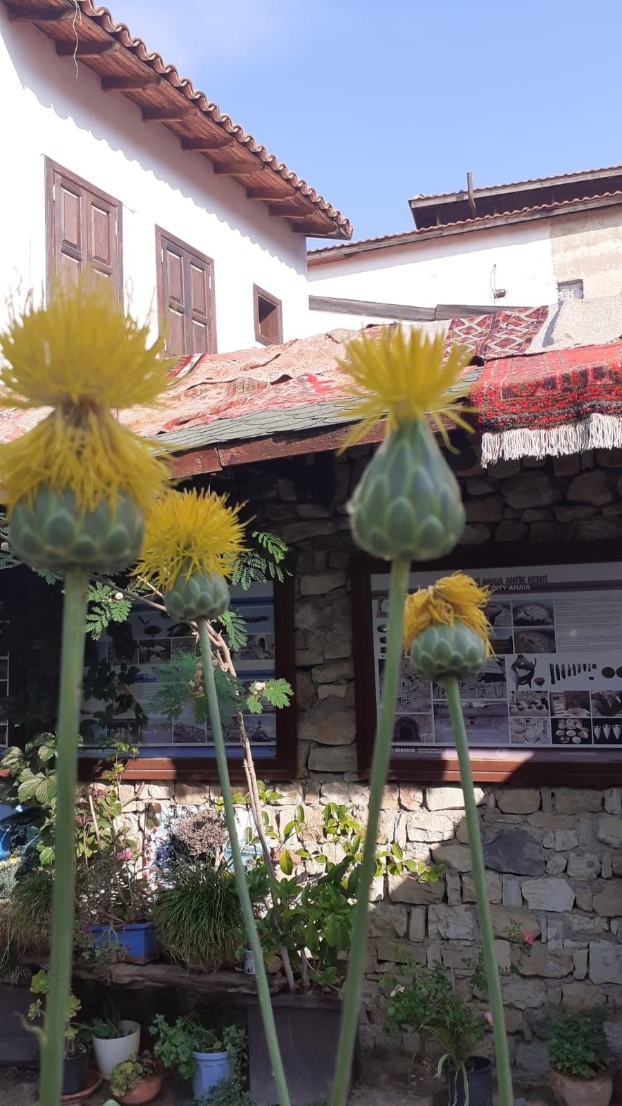 Bu çiçeği koparmanın cezası 73 bin TL