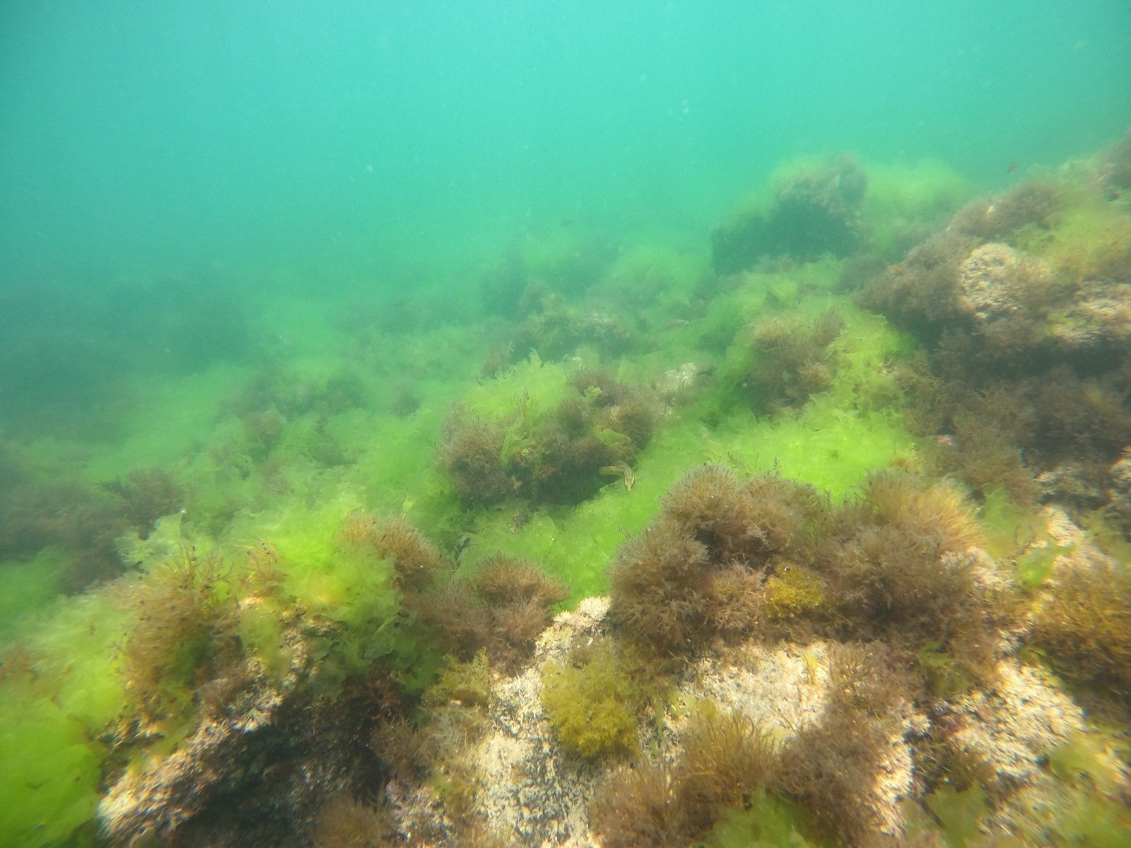 Marmara Deniz salyasıyla kaplandı, rotalar Karadeniz'e çevrildi