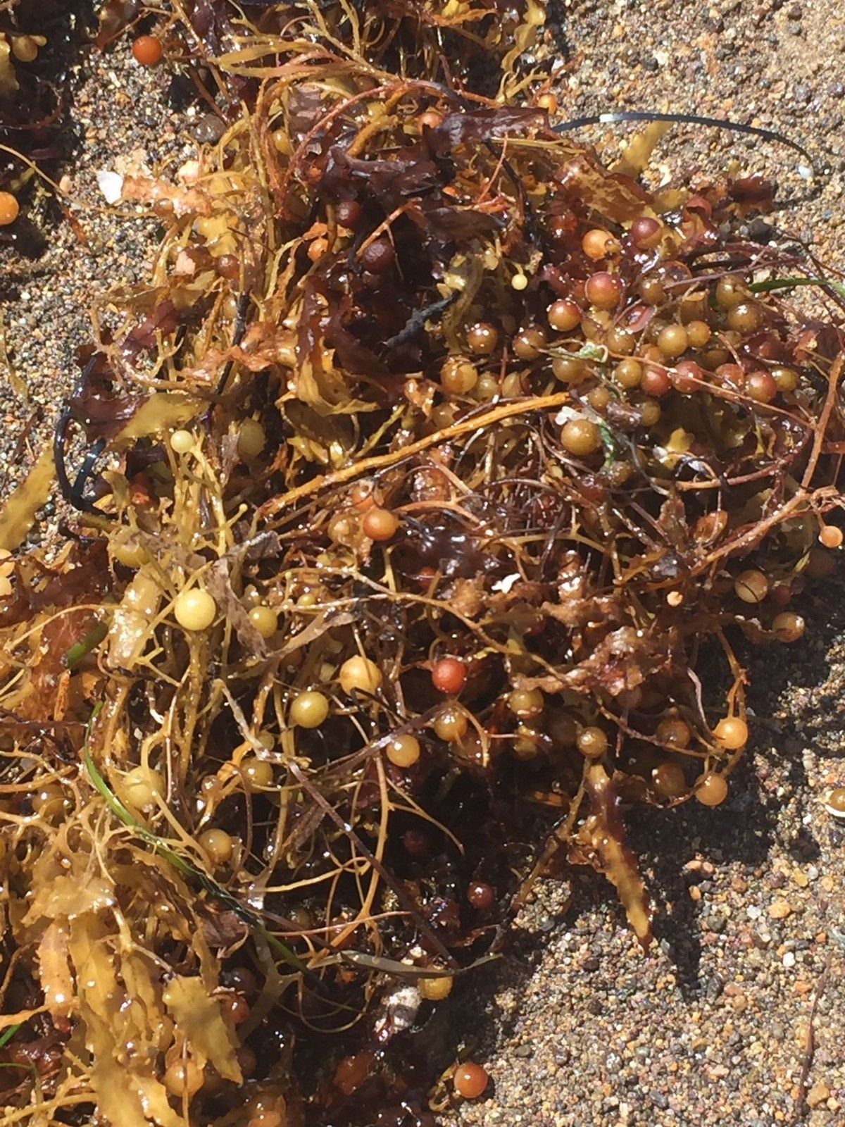 Marmara'da deniz salyası, İzmir'de Sargassum tehdidi