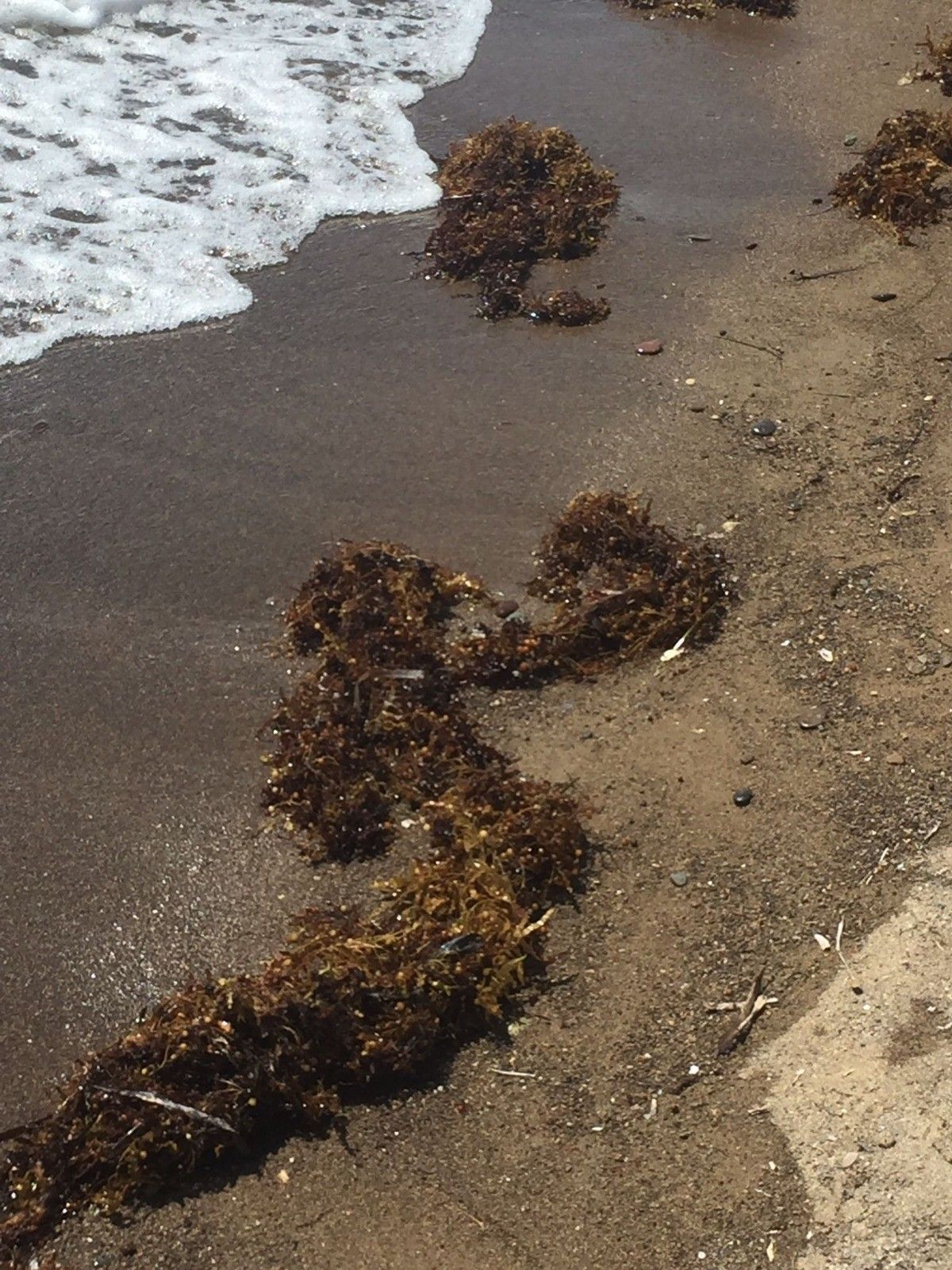 Marmara'da deniz salyası, İzmir'de Sargassum tehdidi