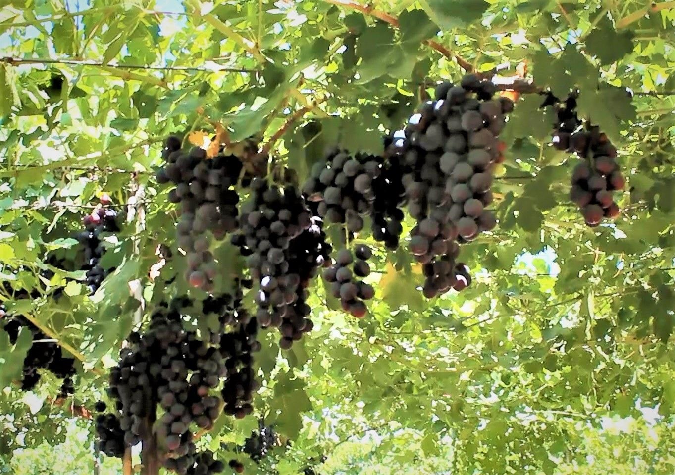 Efem üzümünde ilk hasat gerçekleşti, dayanıklılığı ve lezzeti dikkat çekti