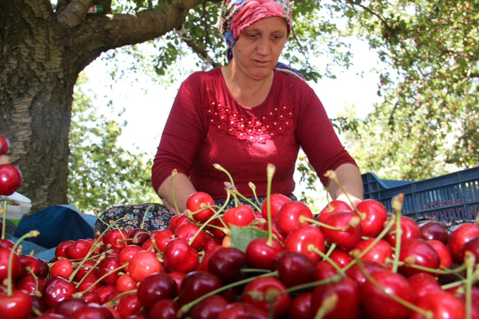 Ege'de kiraz hasadı