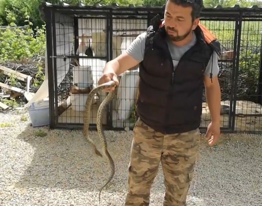 Koca yılanı elleriyle yakaladı