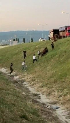 Pazara götürülen boğalar ortalığı birbirine kattı