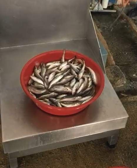 Mezgit, tarihinin en yüksek fiyatını gördü