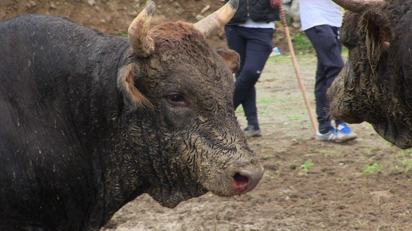 Çamur deryasında geleneksel boğa güreşi