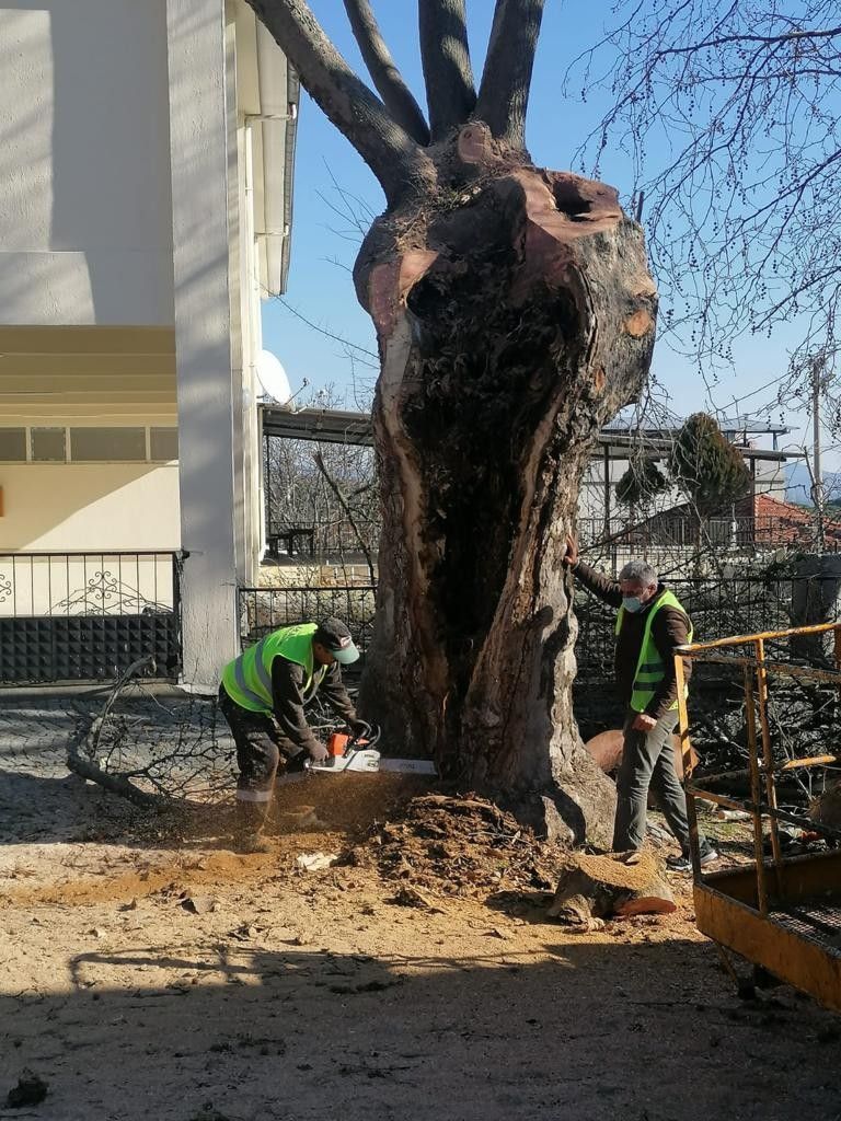 İzmir Büyükşehir Belediyesi iki yılda 120 ağacı kurtardı