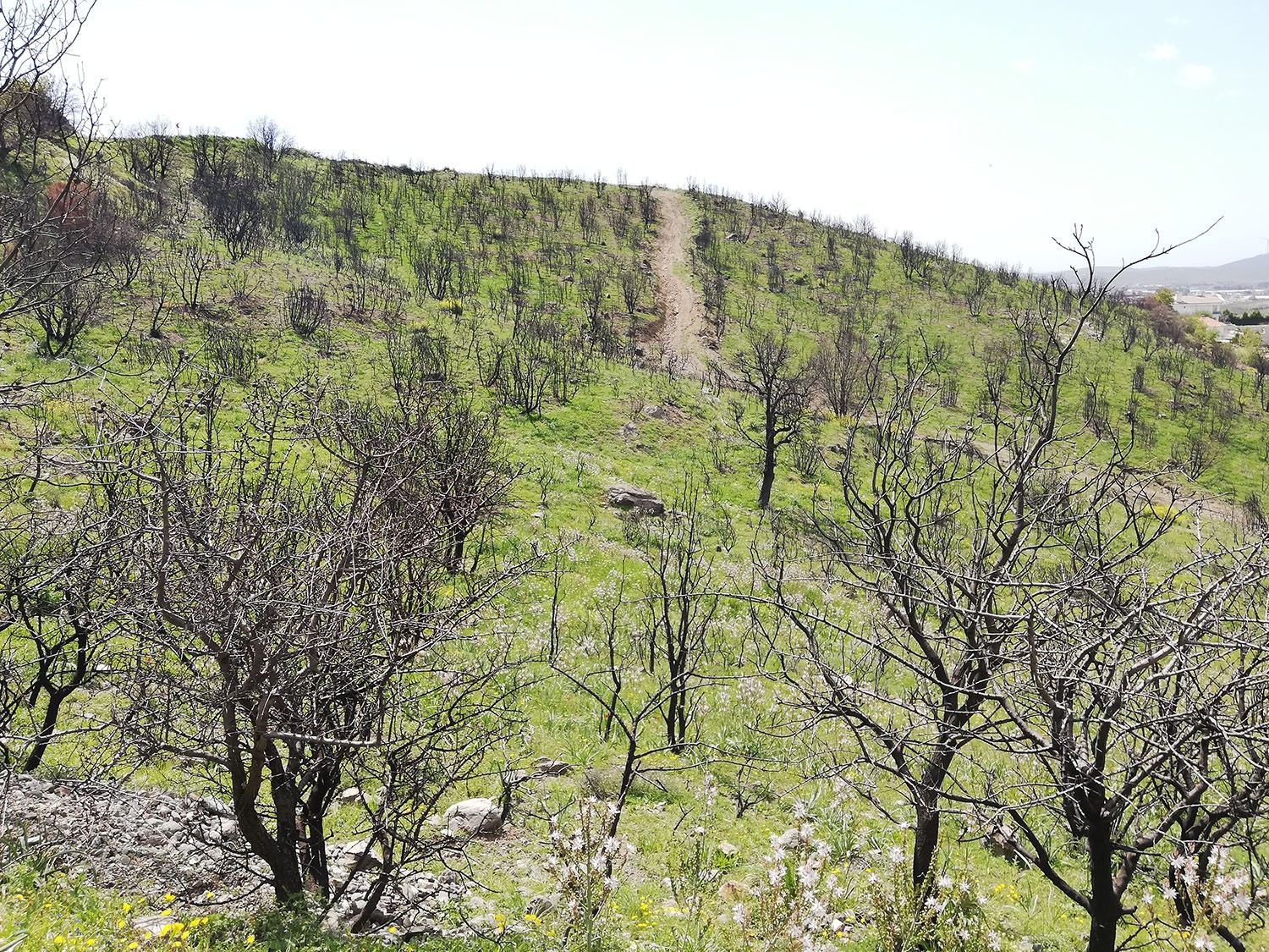 İzmir Büyükşehir Belediyesi'nden yeşil seferberlik