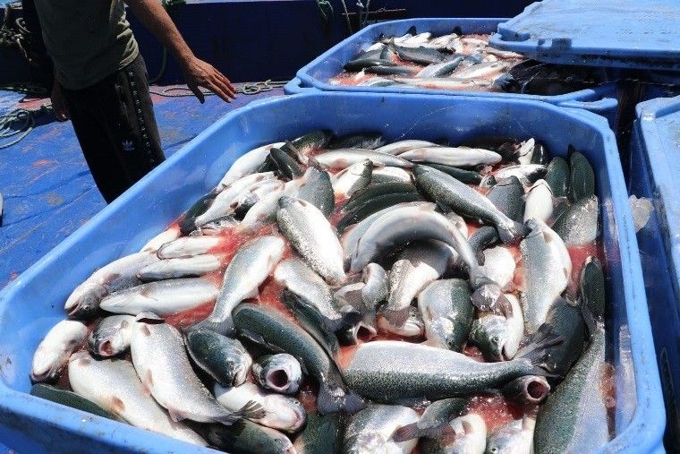 Karadeniz Somonu ihracatı artıyor