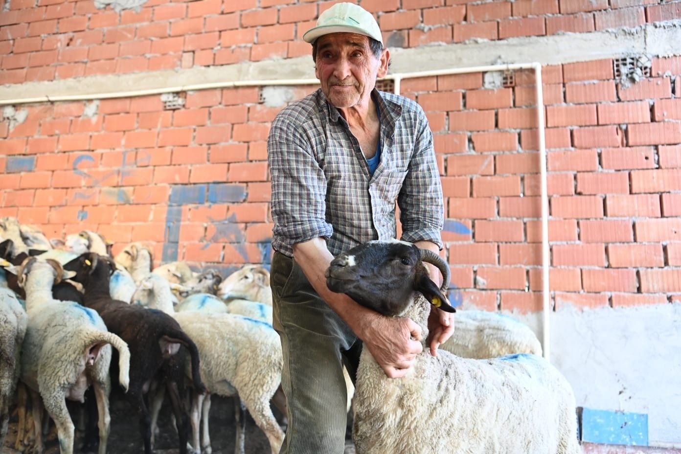 Koyunları yanan çiftçiye destek