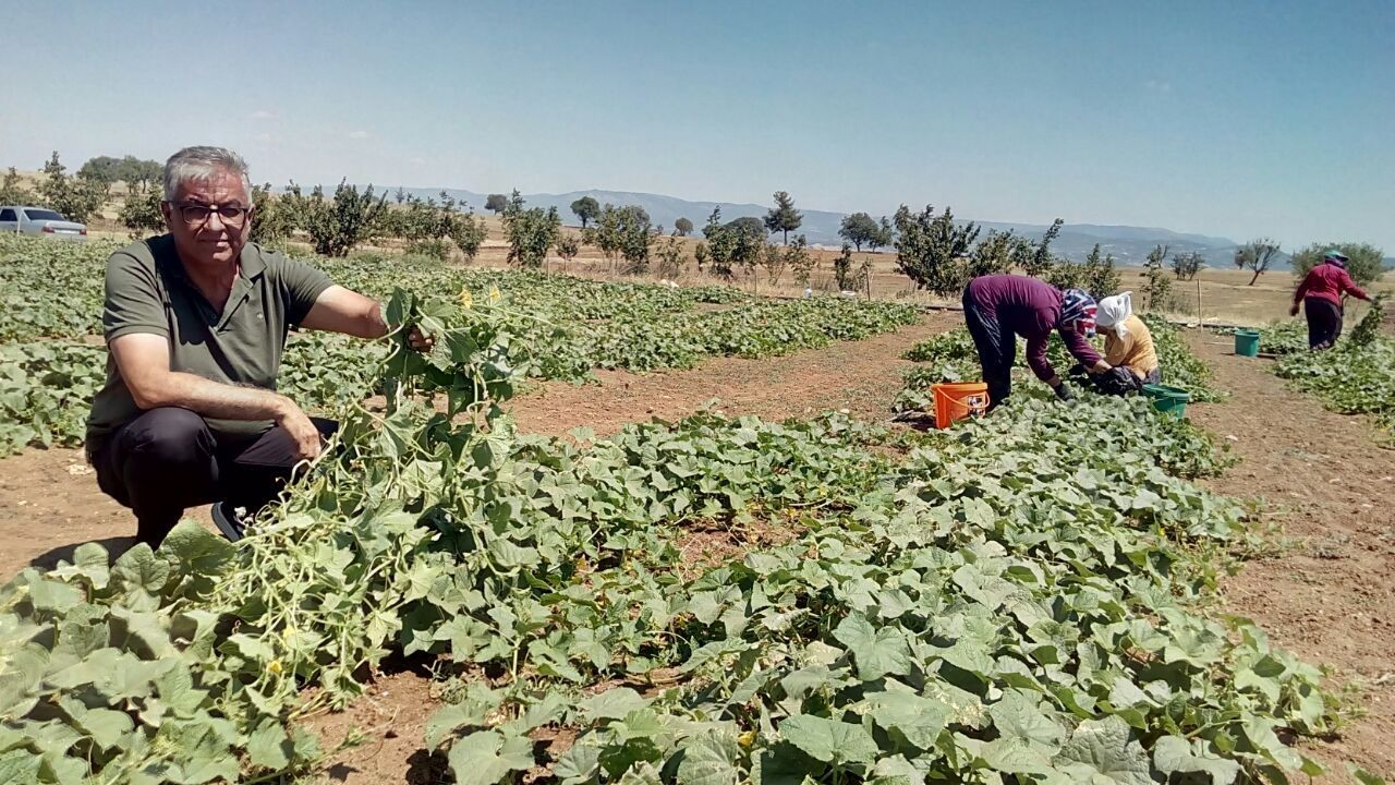 Turşuluk salatalık, anasona alternatif oldu