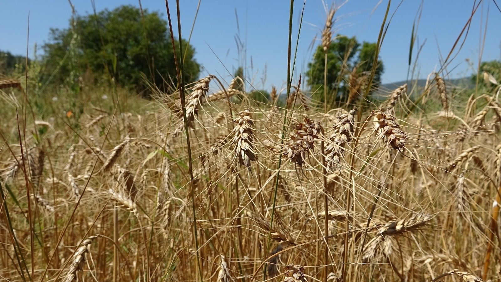 Yeniden Refah Partisi, tarlada tarım yapıyor