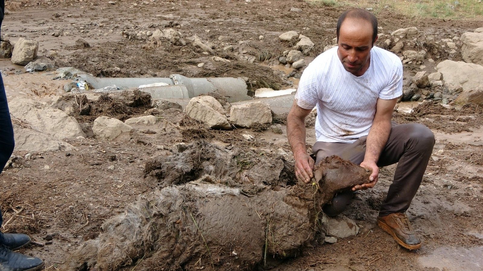 Yüksekova'da sel felaketi: 500 koyun sele kapıldı