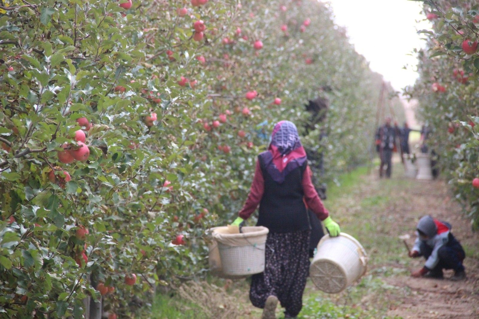 Karaman'da her gün 13 bin kişi elma toplamaya gidiyor