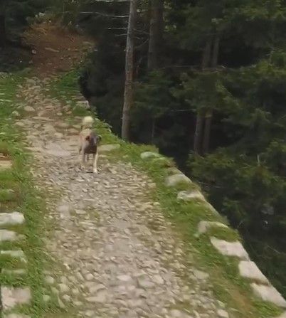 Köpeğin kovaladığı gelin ve damadın zor anları