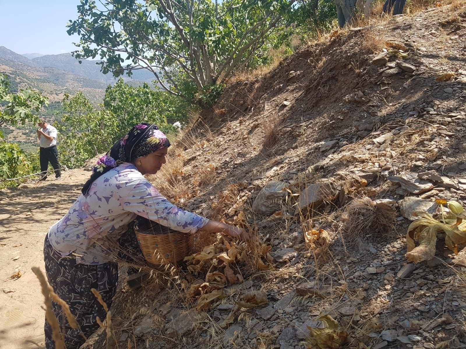Küresel ısınma incirde verimi düşürdü