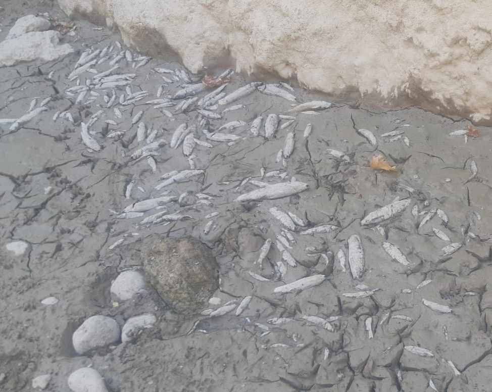 Kuruyan Büyük Menderes koyunlara otlak oldu