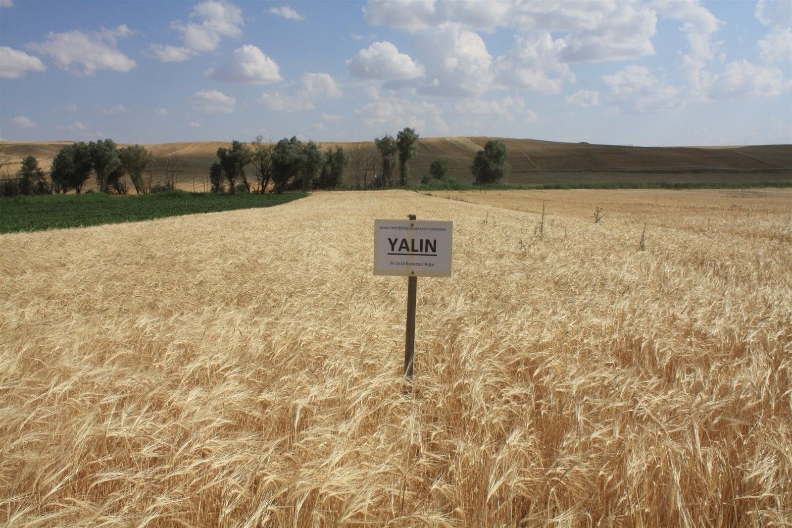 Yerli arpa hasadı yapıldı
