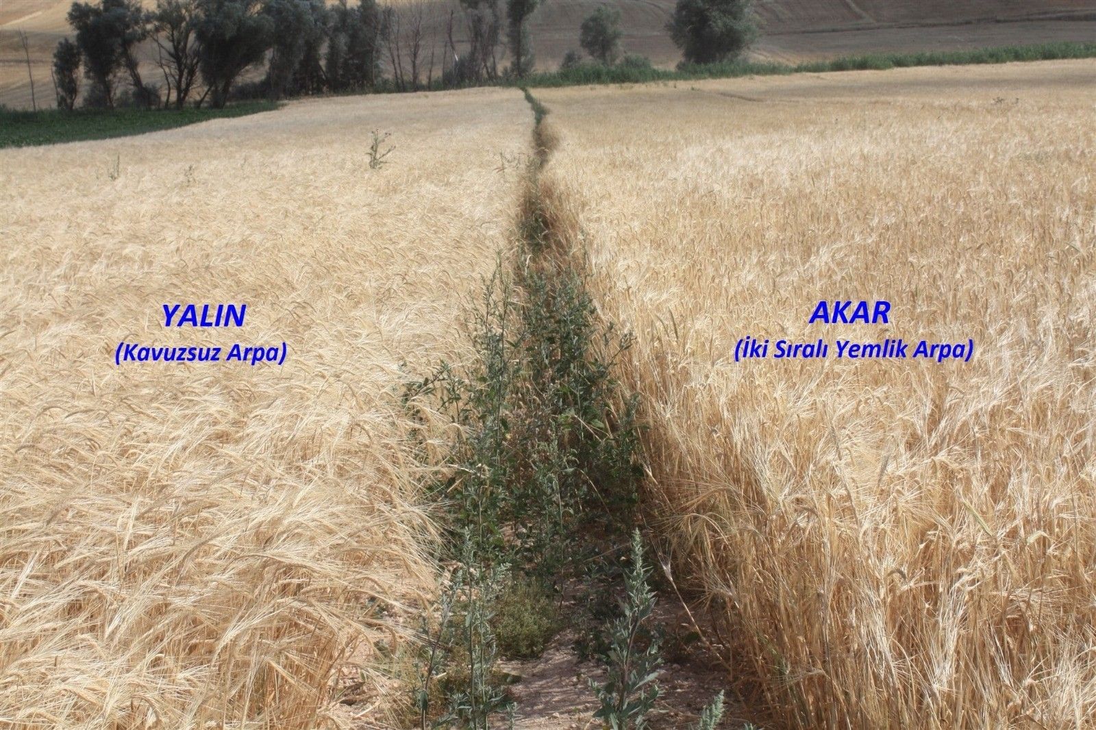 Yerli arpa hasadı yapıldı