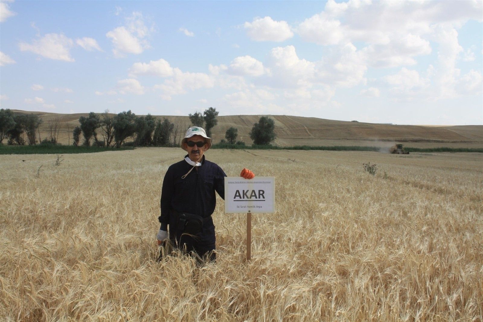 Yerli arpa hasadı yapıldı